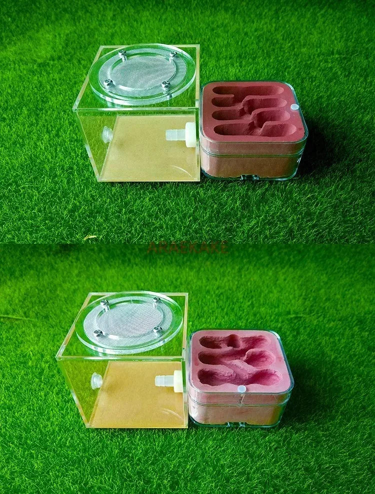 Upgraded Q-version of ecological nest, high-end combination nest, ant breeding workshop, ant nest