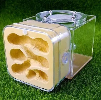 Upgraded Q-version of ecological nest, high-end combination nest, ant breeding workshop, ant nest