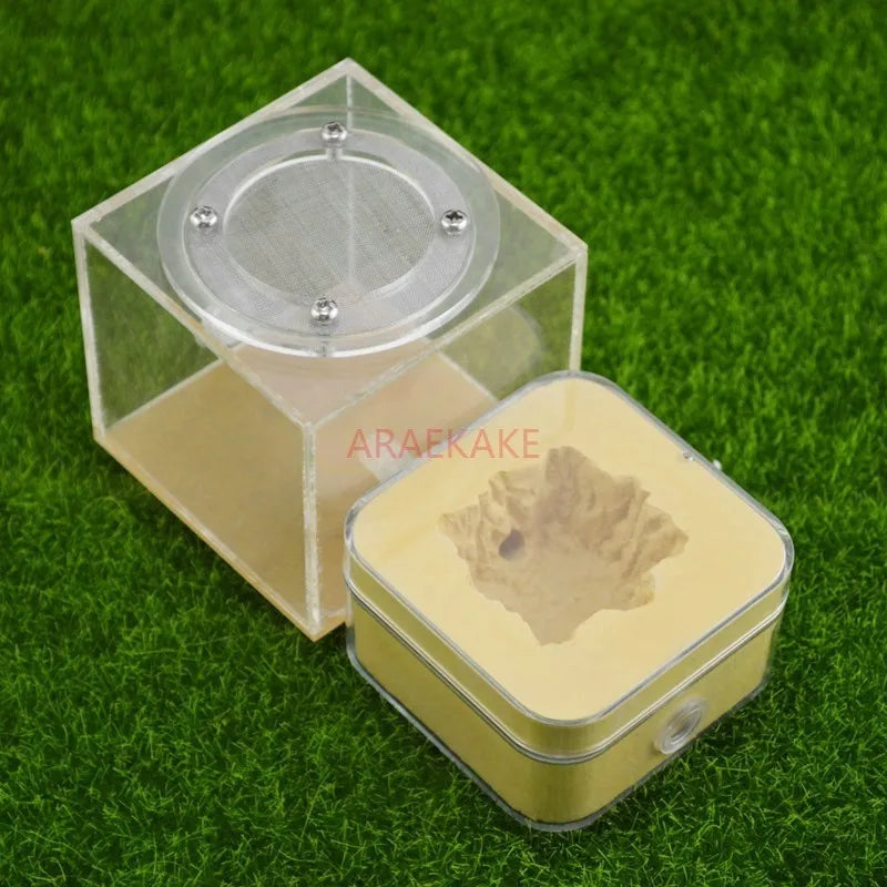 Upgraded Q-version of ecological nest, high-end combination nest, ant breeding workshop, ant nest