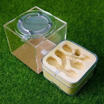 Upgraded Q-version of ecological nest, high-end combination nest, ant breeding workshop, ant nest