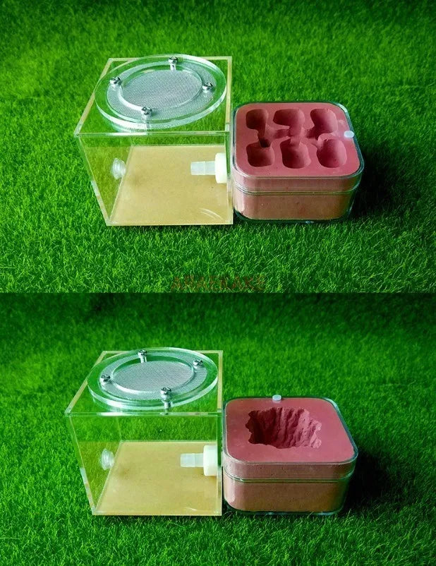 Upgraded Q-version of ecological nest, high-end combination nest, ant breeding workshop, ant nest
